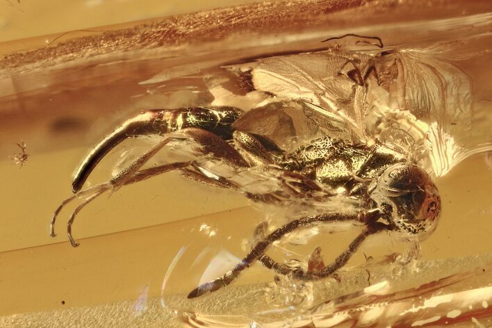 Fossil Parasitoid Wasp (Proctotrupidae) In Baltic Amber #275460